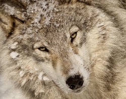 Beautiful-Wildlife:  Loup Gris By Lucie Gagnon 