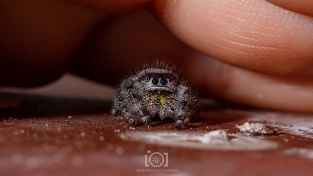 Fuzzy grey Phidippus audax lass, in the salticid shy posture with her legs bunched around her; peering at you from inside a cave made out of my hand