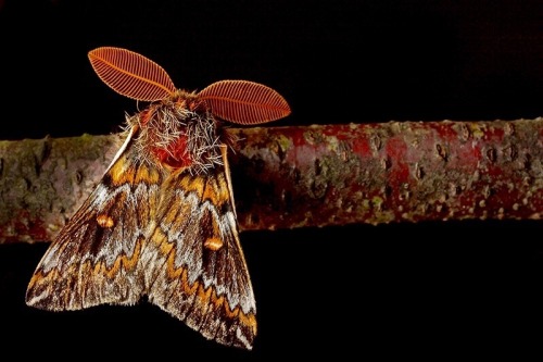 Male Chilean Silkmoths, Ormiscodes Schmidtnielseni, Saturniidae