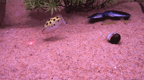 carlosvlstr:  A collection of animals chasing laser pointers, featuring…