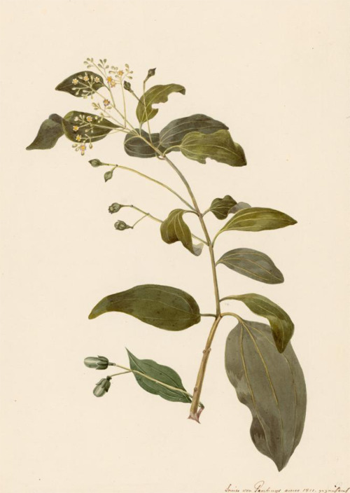 Louise von Panhuys, Cinnamon, 1811. &ldquo;Ein Zweig Cimmt nebst Blüte&rdquo;, Watercolor. Surinam. 