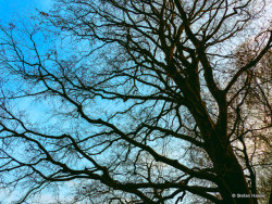 skyoverhamburg:  The Silent Beauty of Trees 1/3  Copyright ©Stefan Haase All Rights Reserved.   