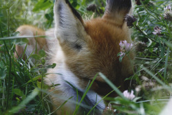 sp1rit:  Foxes are so beautiful 