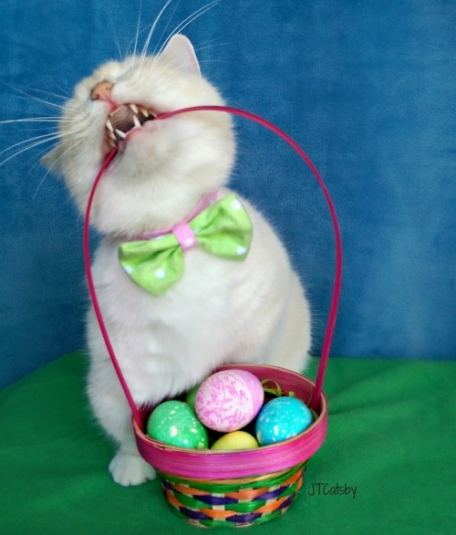 jtcatsby: Being the Easter Bunny’s assistant is hard work!!!!Happy Easter Furrends!!!#EasterBunny #e