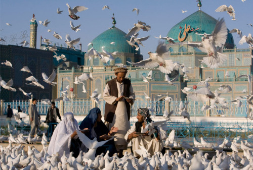  Feeding the doves at the shrine of hazrat ali in mazar-i-sharif. revered by muslims as the tom