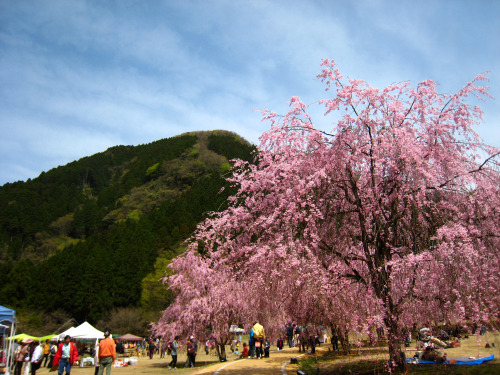 2015年4月18日土曜日晴れ坂井市丸岡町の竹田地区にあるしだれ桜を見てきました。会場ではクラフトショップがテントを並べていて、焼き物、ガラス工芸、染物、香りのついたキャンドル、飴細工、木製の風車、ヒ