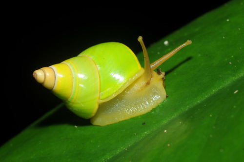 lovingexotics: Manus Green Tree Snail Papustyla pulcherrimaSource: Here