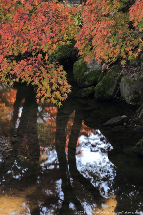 ‘21.11.20 春日大社参道、東大寺にて小休止の後、色づいた公園内を歩いていきます。 南大門付近を抜けて大仏池へと秋の光が心地よく差す中、歩を進めました。