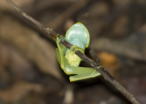 ????? frog from vicinity of Tortuguero in Costa Rica (Oct 2015). Can’t figure out what it is- ID hel