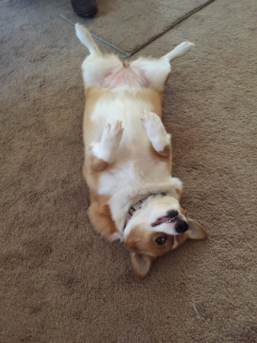 corgi-addict:My corgi enjoys being a derpsource: imgur.com/r/corgi/XsjGn4C