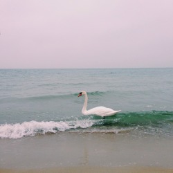 mustafahabdulaziz:  Warnemünde, Germany,