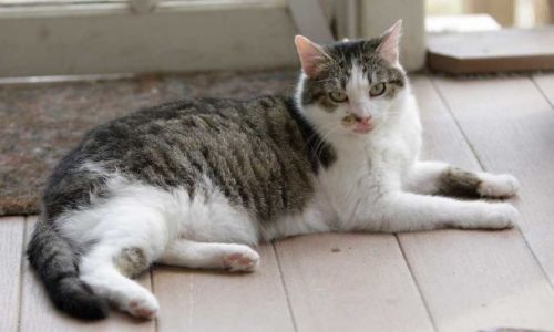 strangebiology:  Can you tell the difference between these two cats? Because genetically, they’re identical. The one up top is Rainbow, the first cat to ever be cloned. The one on the bottom is CC (for Carbon Copy, not CopyCat), and is the result of