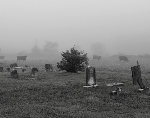 zoeflake: 08.24.20 Cows + tombstones in morning fog
