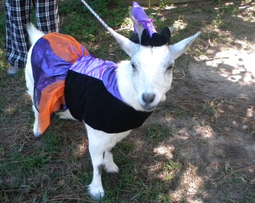 ainawgsd:Goats in Costumes
