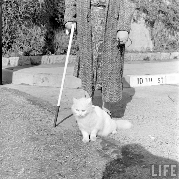 thecatpower:In 1947, Carolyn Swason and her cat named Baby were featured on life