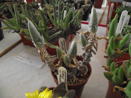 cactusmandan:A selection of weird and wonderful plants from the mesemb show. Faucaria tigrina, Imita
