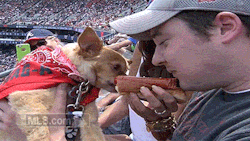 mlb:  It’s a dog eat dog world out there. 