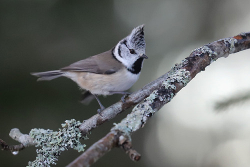 Crested tit/tofsmes.