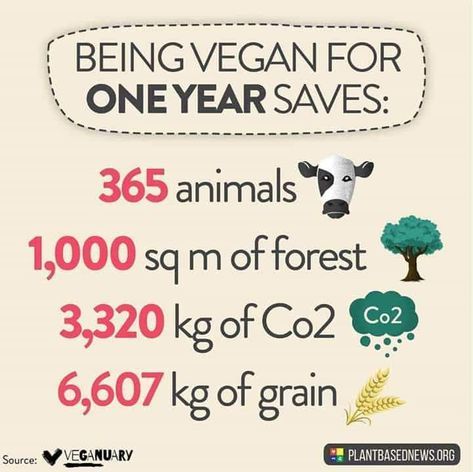 veganhippiechick: On average, ONE YEAR of veganism saves…How much have you saved so far?