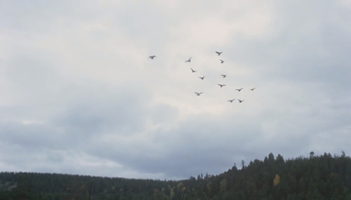 Love and Doves (1985) dir. Vladimir Menshov