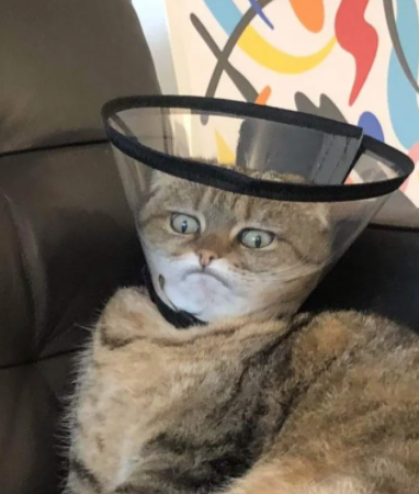 justcatposts:  This cat in a cone (via)