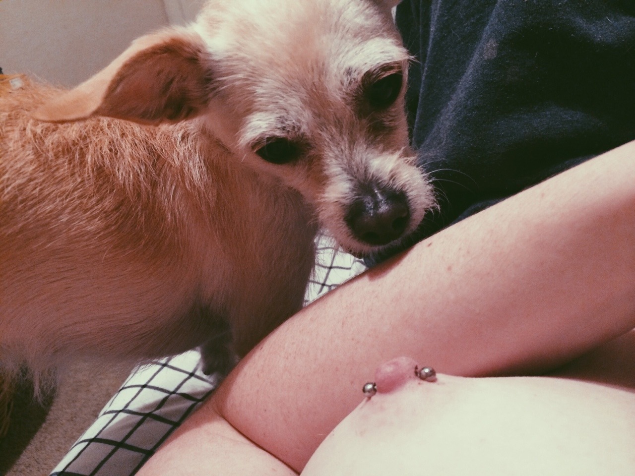 carleecochina:  Darla’s v confused about my nipple piercings