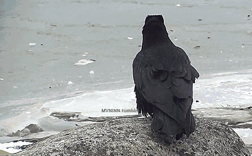 Crow Stim Board