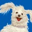 odddogs