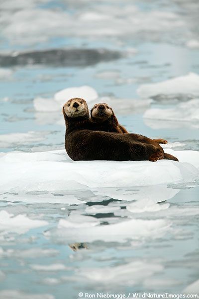 wildlifepower:   SEA OTTERS TIME!!! The sea adult photos