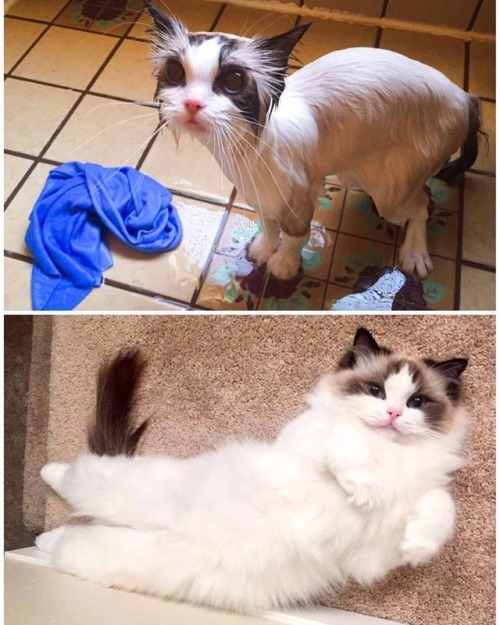 awwww-cute:  That after shower feeling. (Source: http://ift.tt/2kxYkRn)  😍