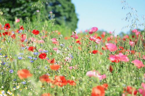 Throwback to a sunnier brighter day with wildflowers and bumblebees  ~ {#photography #photographer #