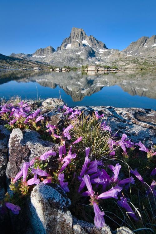 oneshotolive:  Wildflowers above a mirror,