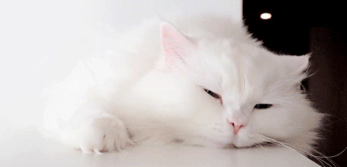 neko-gifs:/ᐠ｡‸｡ᐟ\