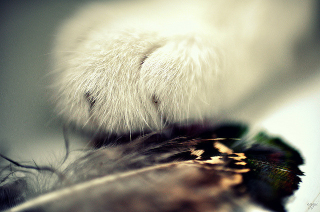 cat’s paw and feather.. by eggii on Flickr.