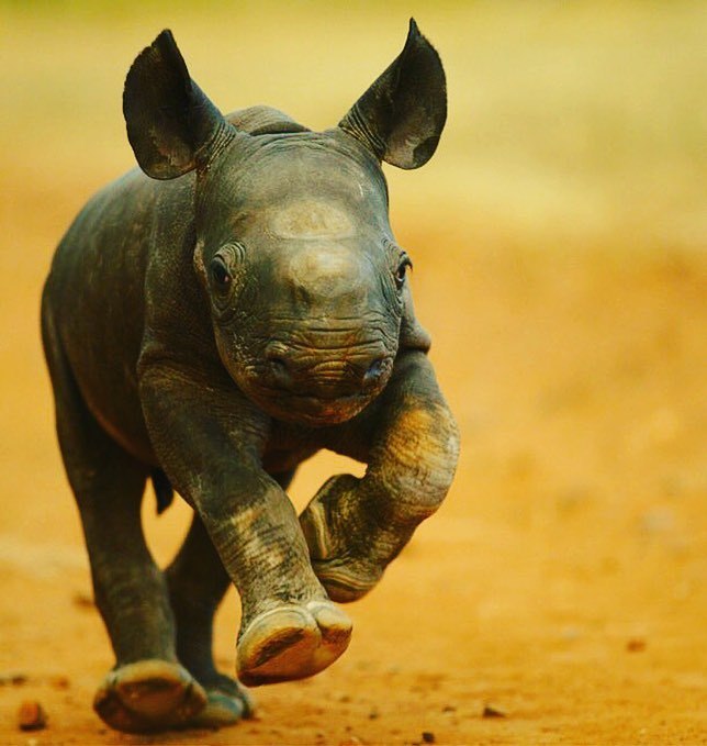 wildlifediary:  thebabyanimals  