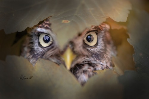 sweetd3lights:   By Tanja Brandt