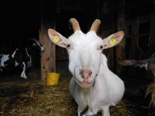 spaziergaenge-blog:  Bianca | 7.2014