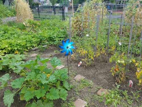 flowersandfutures:More summer solarpunk: adventures in wandering around a local community garden.&nb