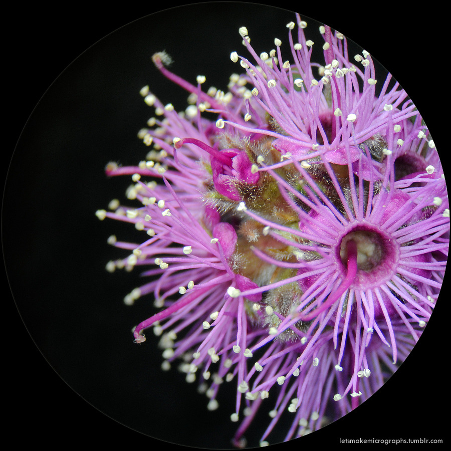 Kunzea capitata, a native Australian wildflower and my first sample taken from protected land with my new scientific license. The flower is globular with these open sea-anemone–like florets. Agnes Banks Nature Reserve, Sydney.