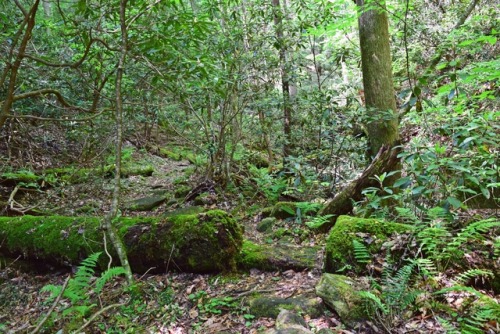 Blanton Forest State Nature Preserve