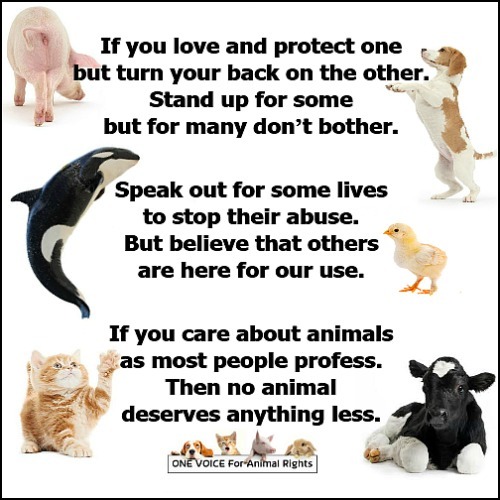 One Voice for Animal Rights