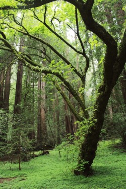 matchbox-mouse:  From exploring Muir Woods,