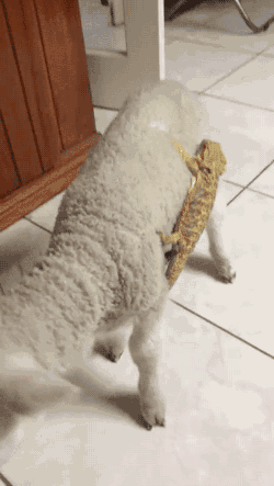 gifsboom:  Video: Lizard Attempts Escape by Jumping on Baby Lamb’s Back