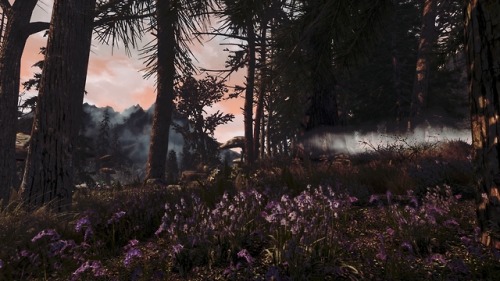 darkfantasyskyrim: Witchmist Grove + Technicolor Alchemy overhaul + Flower Fields