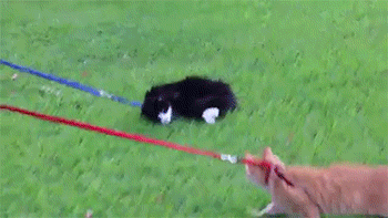thetroothandnothingbutthetruth:  My cats going for a walk.  