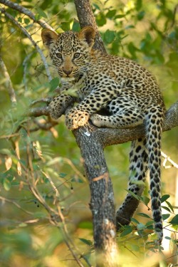  (via Leopard cub in tree by Ryan Jack / 500px) 