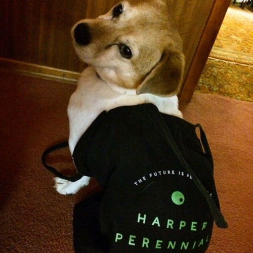 happierman: harperperennial: Per @happierman‘s request, here is Charlie. He makes an appearanc