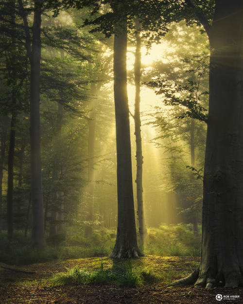 The morning star by rob_visser20