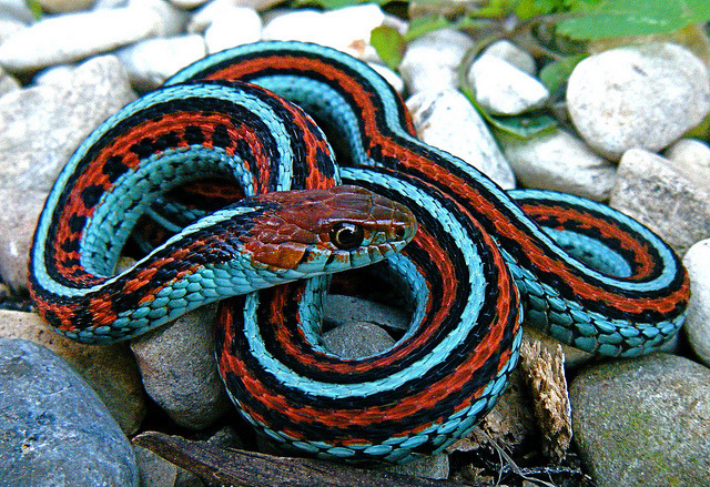 Thamnophis sirtalis tetrataenia - San Francisco Gartersnake
This amazing snake, scientifically named Thamnophis sirtalis tetrataenia (Colubridae), is a medium-sized snake (adults measure 46 - 140 cm in length, but the average size is under 91 cm),...