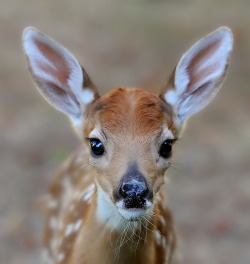 beautiful-wildlife:  Baby Face by © Phil’s